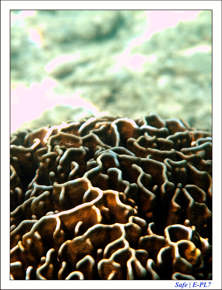 2019 - 07 - Snorkeling maldives - 19